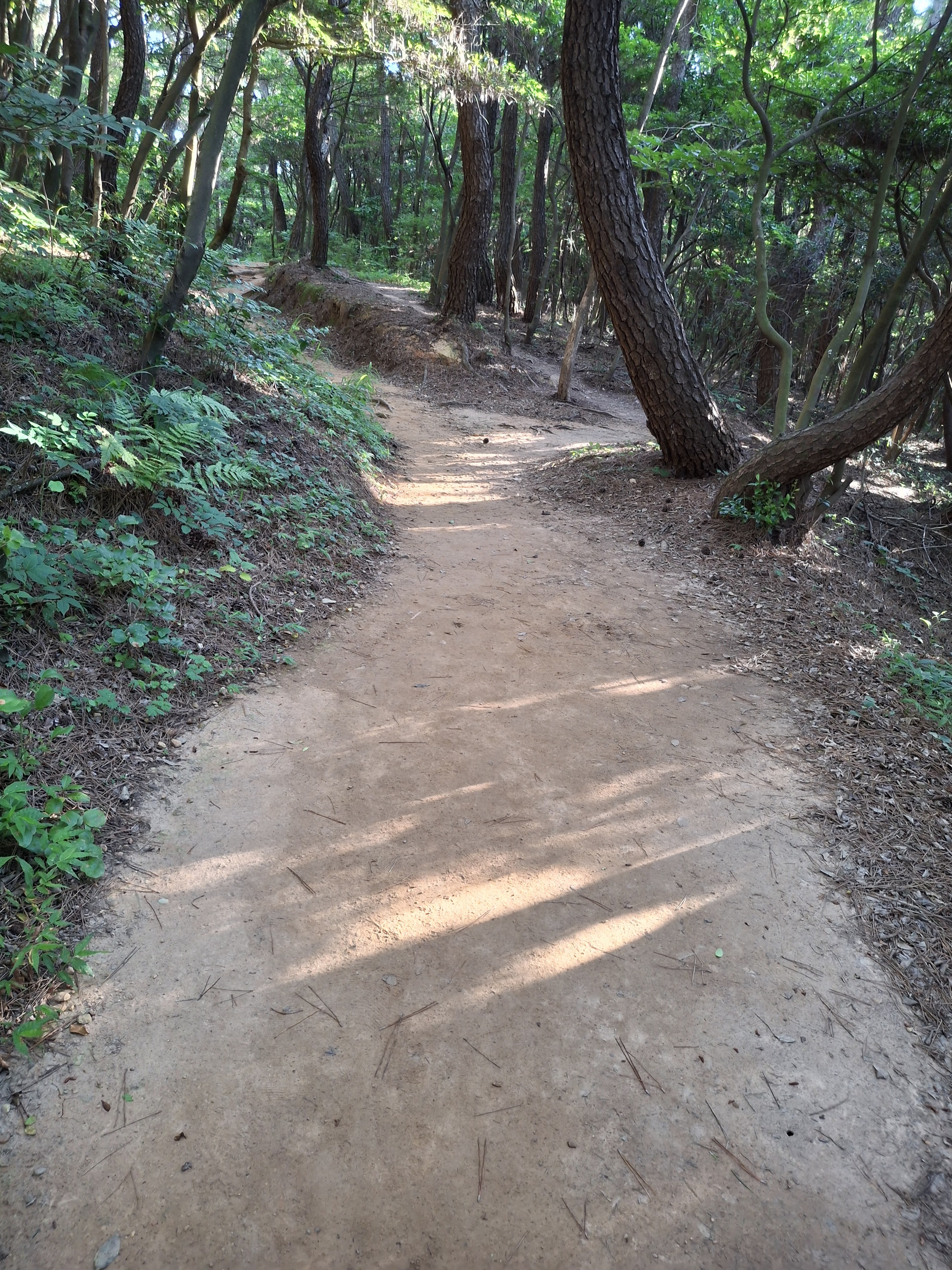 매일 걷는 숲속 길