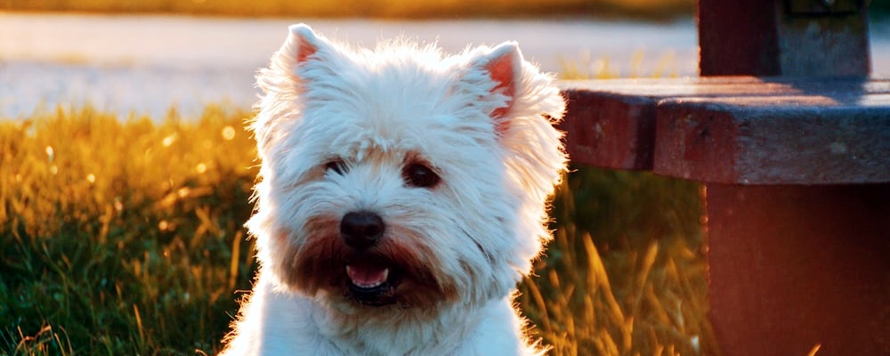 개에 물렸을 때 응급 처치 방법 8