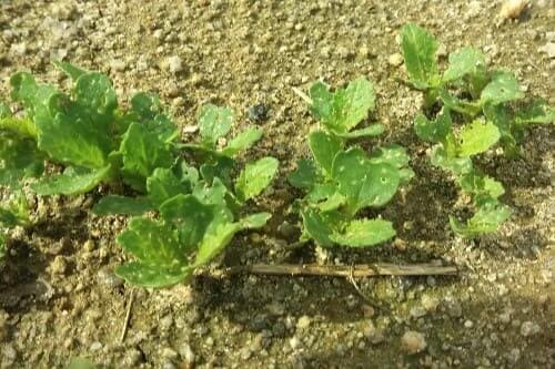 얼갈이배추-발아와-출아모습