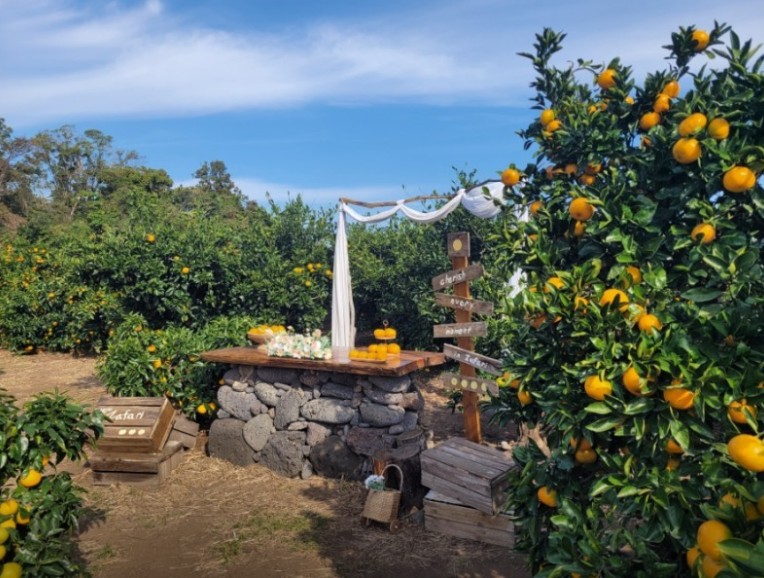 6시내고향 서귀포 남원 황금향 농장 내부 모습