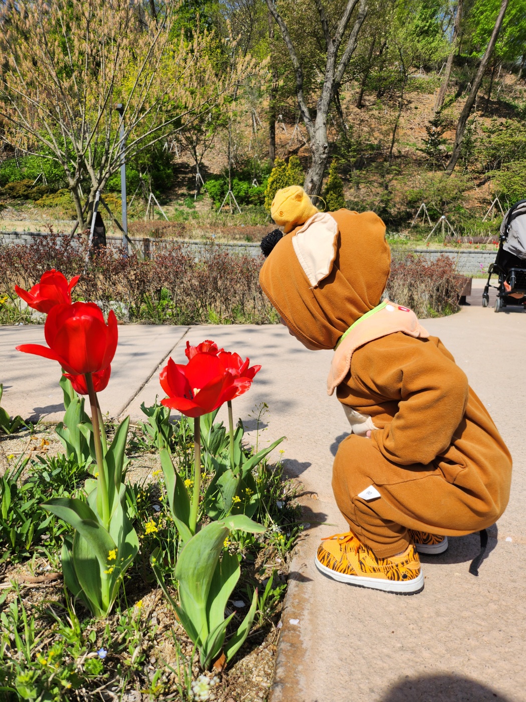 튤립을 바라보는 아이