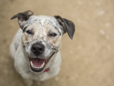 강아지 꿈해몽 총정리 상황별 해석 꿈풀이