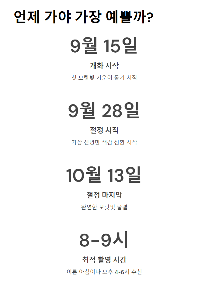 제주 핑크뮬리 축제&amp;#44; 가을 감성 느낌 100%