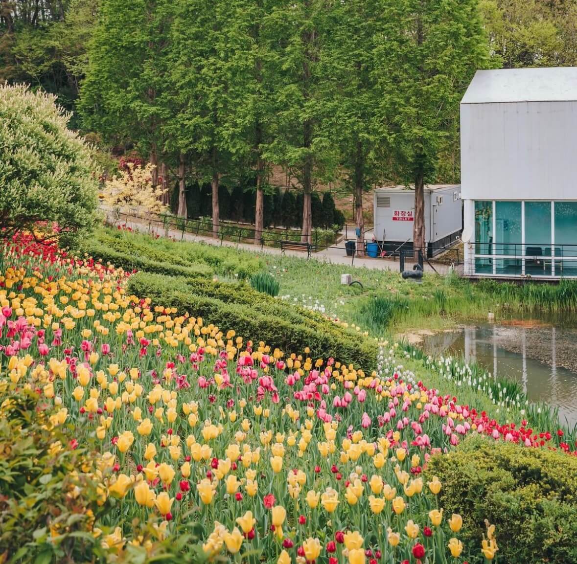 억만송이 봄꽃대향연 튤립 수선화 축제