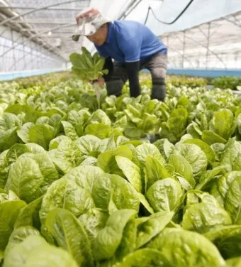 양상추 재배 결구 키우기 파종 시기 물주기 요령_32