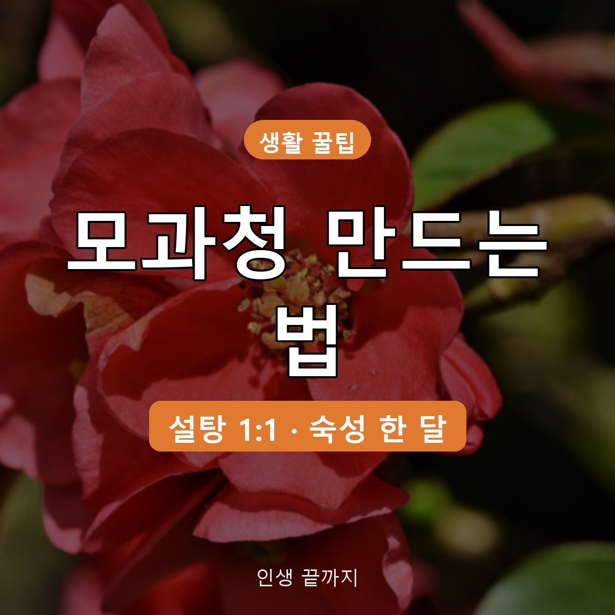모과청 만드는 법 설탕 비율 1:1, 씨 제거부터 숙성 한 달까지