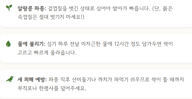 땅콩 심는시기
