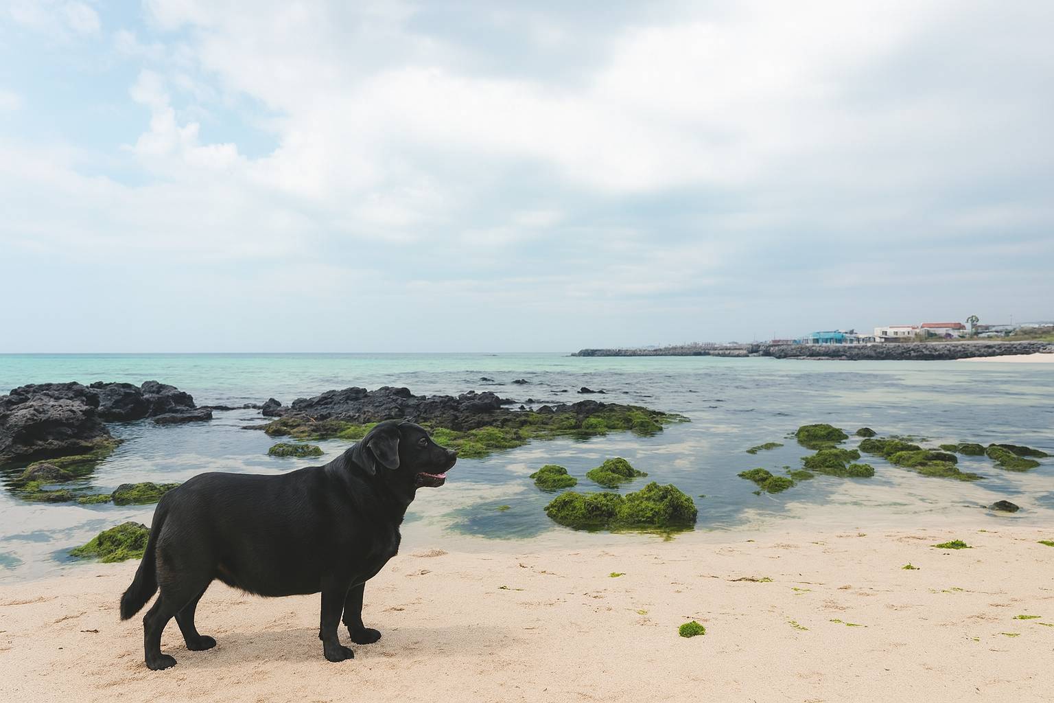 제주 대형견 여행 교통편 완벽 가이드 ❘ 항공편·배편 예약 노하우의 글. 사진 이미지는 제주도 해변에 서 있는 블랙랩의 모습을 ai로 생성함.
