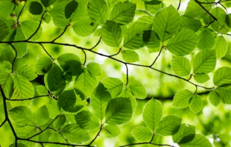 실내공기질 관리법 일부개정법률안 조정 사항 국회 회의