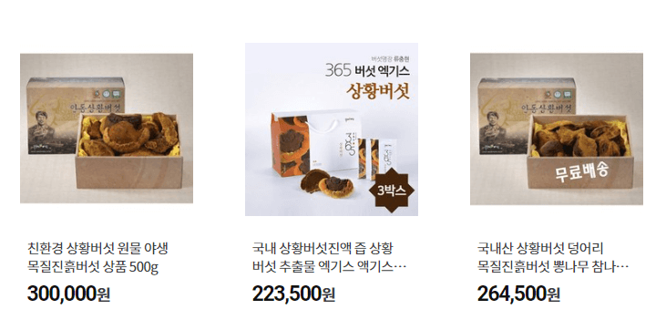 상황버섯 목질진흙버섯