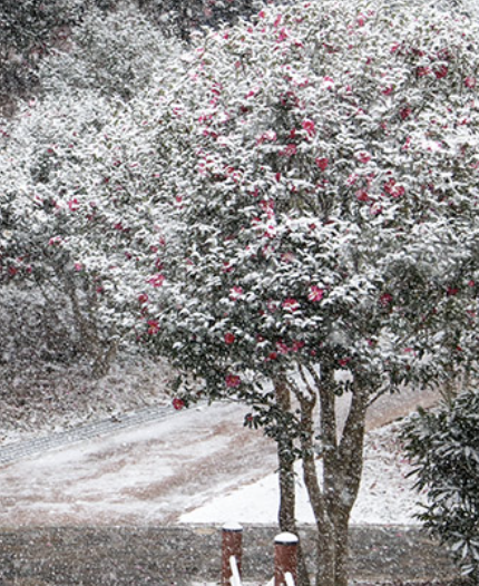 신안 섬 겨울 꽃축제 일정 입장료 할인혜택