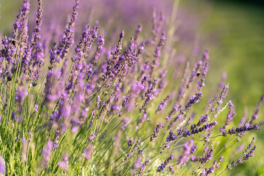 Lavender