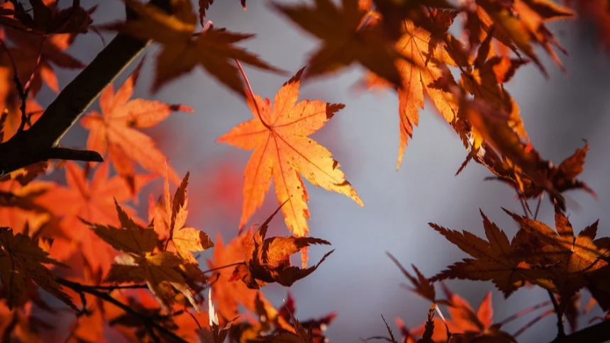 계절의 변화를 세분화한 24 절기 중 '상강' 이해하기