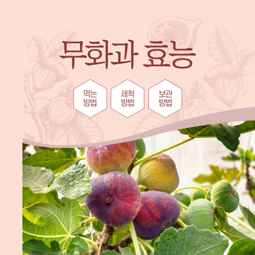 무화과 먹는방법