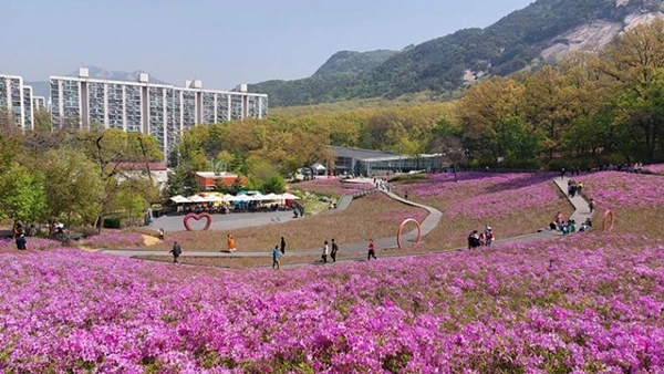 불암산 철쭉동산