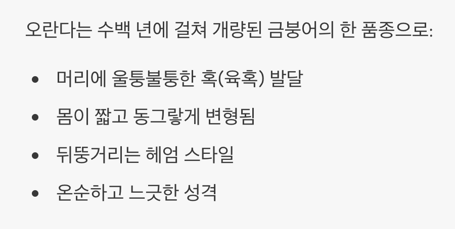 복주머니 금붕어, 오란다를 만나다