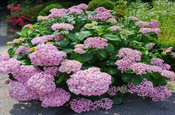 율봄식물원 수국 축제_1