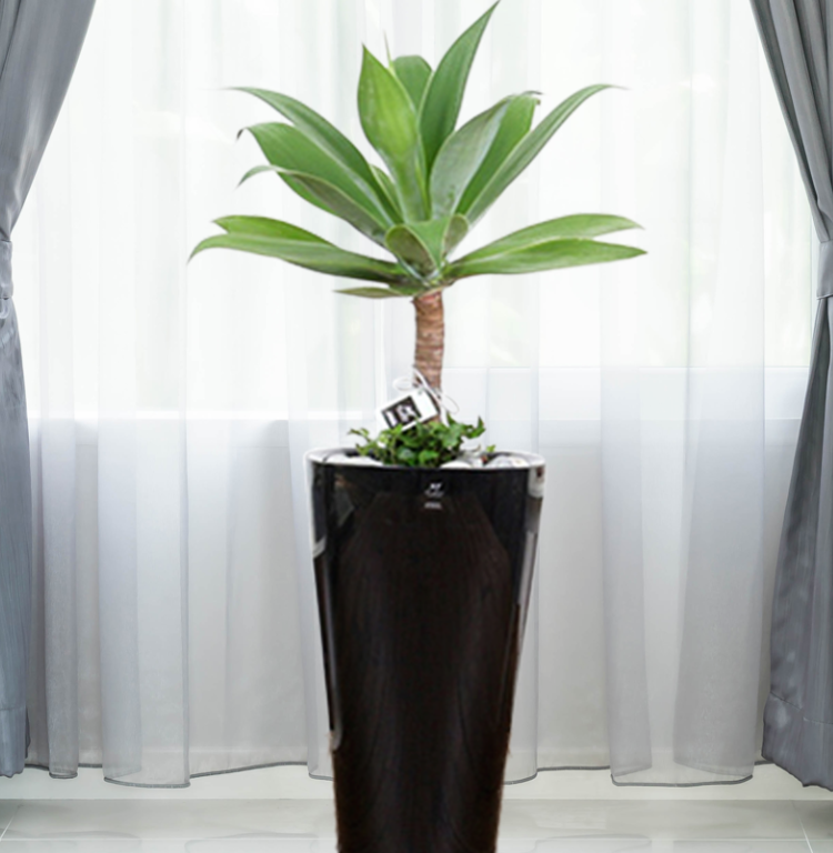  아가베 아테누아타