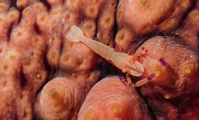 해삼 손질법 해삼보관법 제철 탕 레시피_6