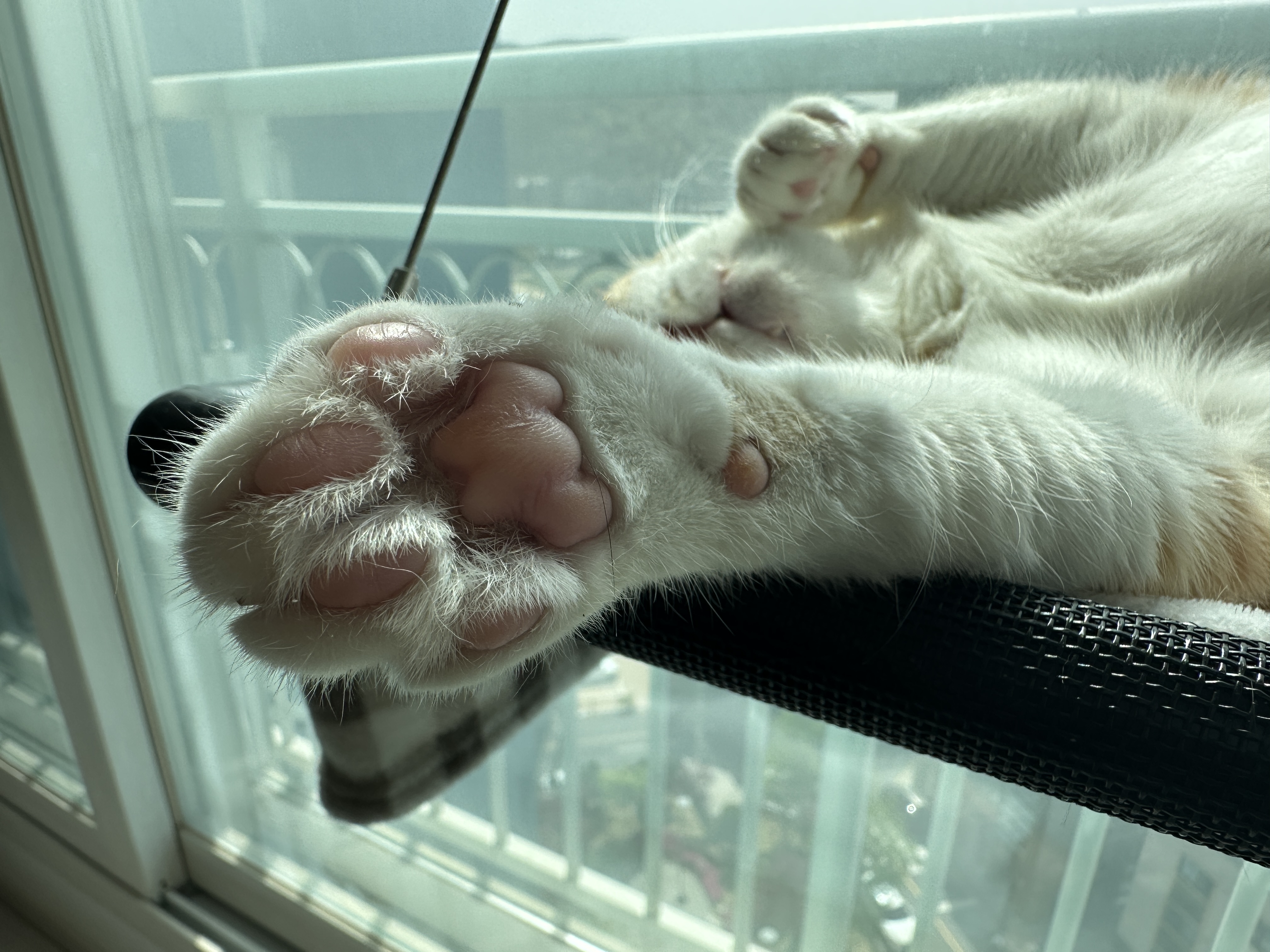 창문 해먹에서 햇살 받으며 깊게 잠든 호야 (feat.냥냥이에게 인정받은 안전한 우리집)