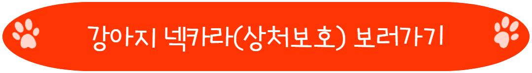 강아지 중성화 수술 후 넥카라 상처보호대 상처핥기 방지
