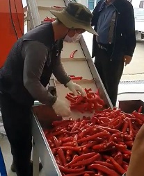 고추분류작업