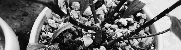 천리향 키우기: 가지치기