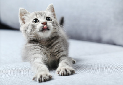 혀를 내미는 회색 새끼 고양이.