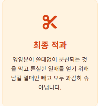 복숭아 봉지 씌우는 시기