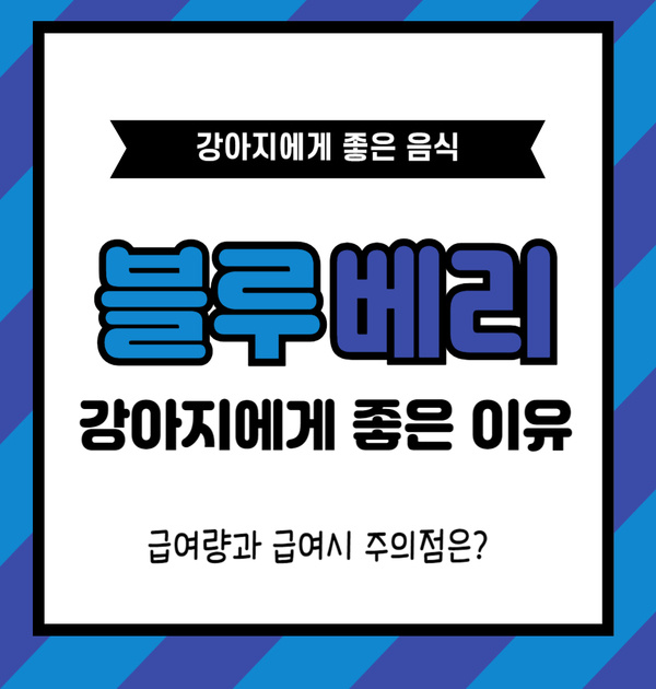 강아지 블루베리 효능