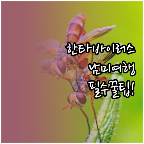 남미 여행 한타바이러스 감염 예방과 ..
