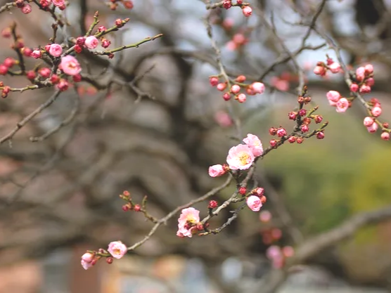 매실 간 기능 보호