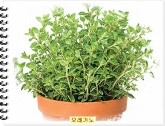 오레가노 재배 삽목 번식 통풍 관리 잎 수확_4