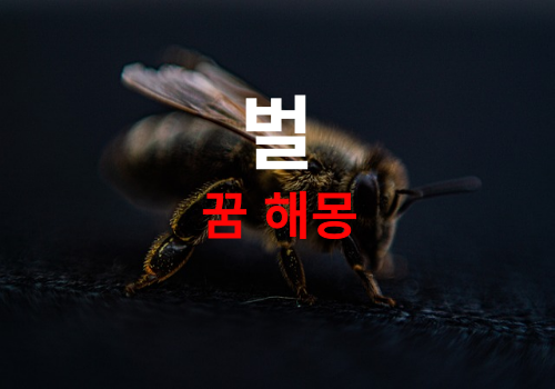 벌꿈해몽, 벌에 쏘이는 꿈, 말벌 죽이는 꿈, 꿀벌 잡는 꿈 등 여러가지 상황별 꿀벌이 나오는 꿈 해석과 의미 알아보겠습니다.( What does it mean when you see a bee in your dream? )