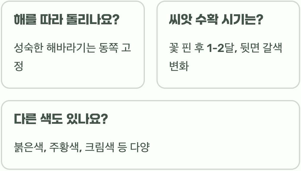 해바라기 꽃말 헌신과 사랑, 숭고함을 상징하는 다양한 의미 정리