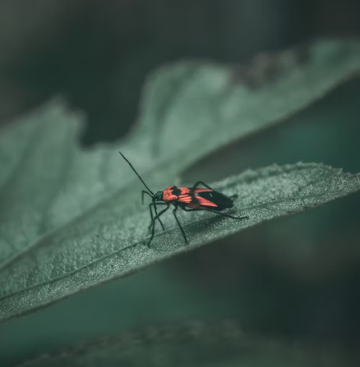 러브 버그 퇴치 방법 총정리 2025