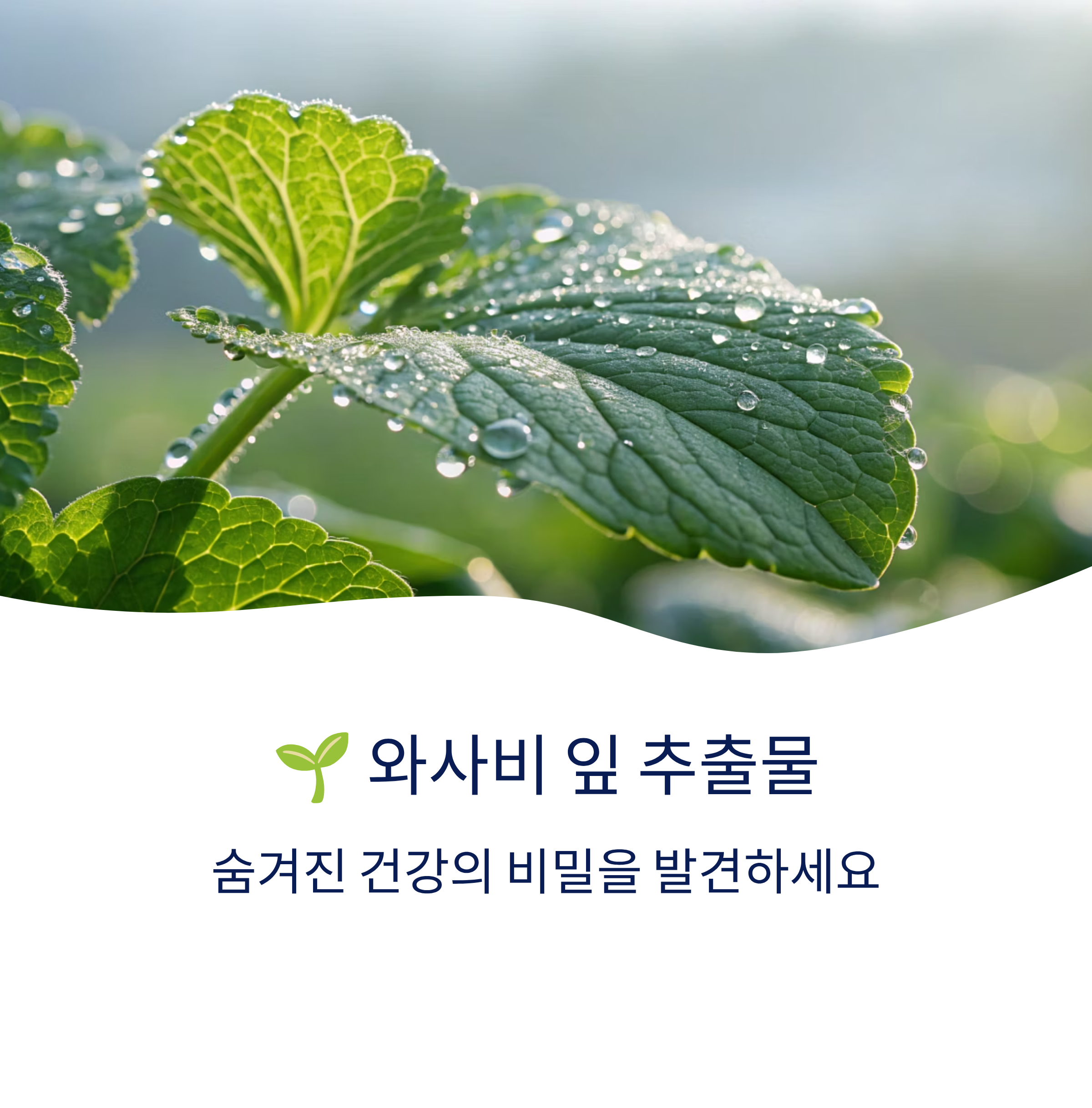 와사비 잎 추출물 효능