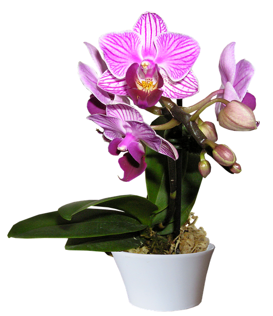 승진축하난: 호접란