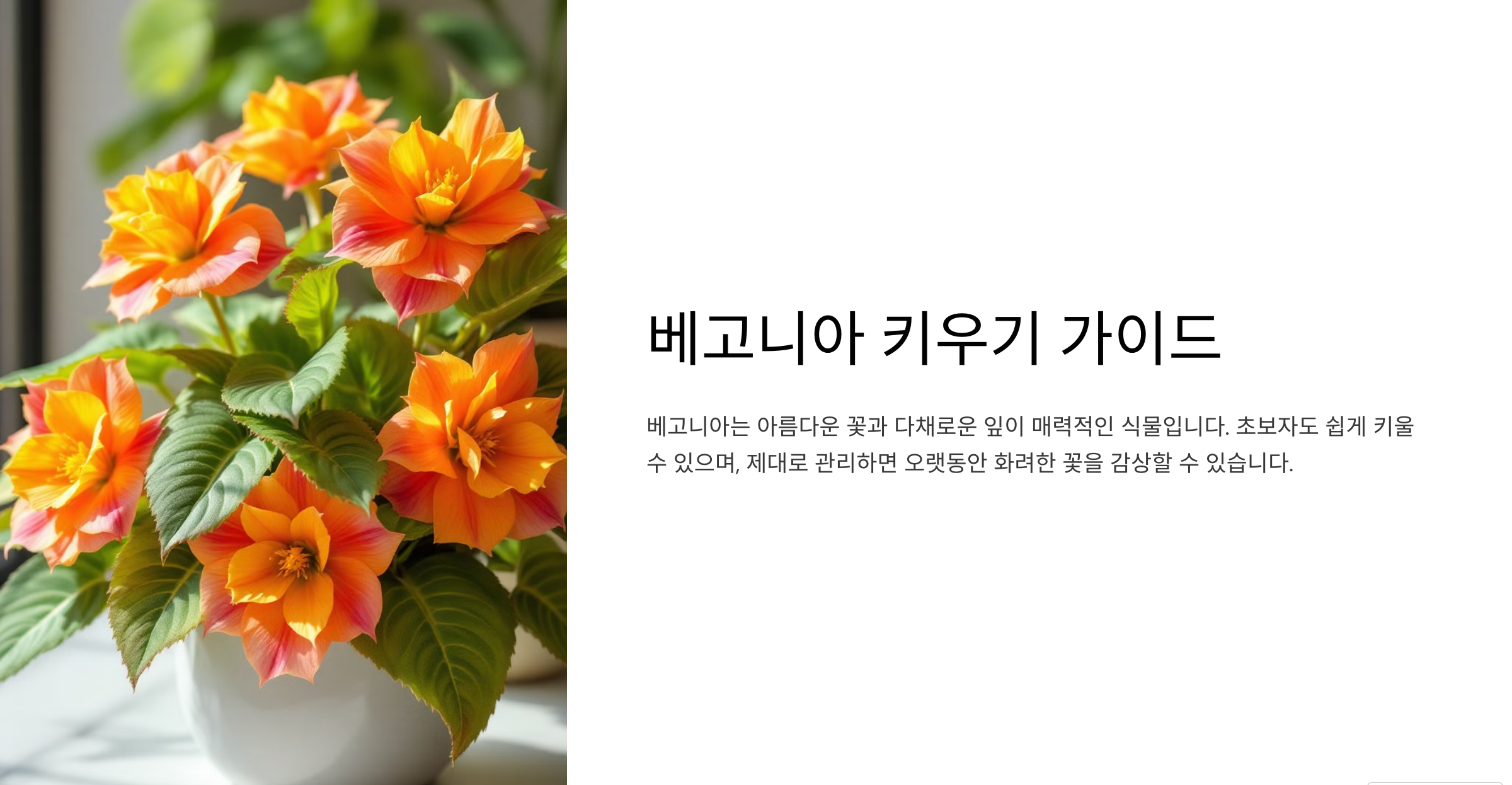 베고니아 꽃 사진
