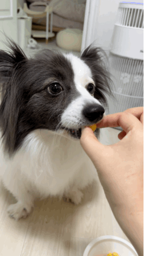 고양이 강아지 간식 고로고로 동결건조 메추리 노른자