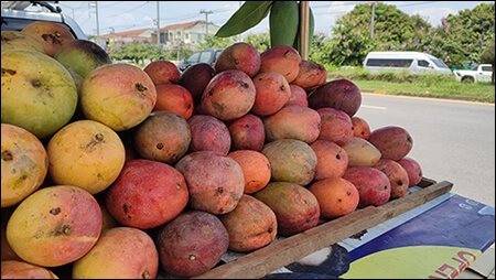 짙은 붉은 색의 레드 망고