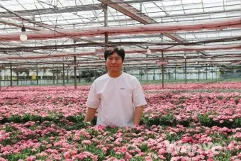 카네이션 재배 삽목 번식 거름 주기 연중 개화_9