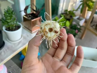 화분 뿌리썩음 예방 배수층강화 흙배합개선 물주기간격 체크리스트_13