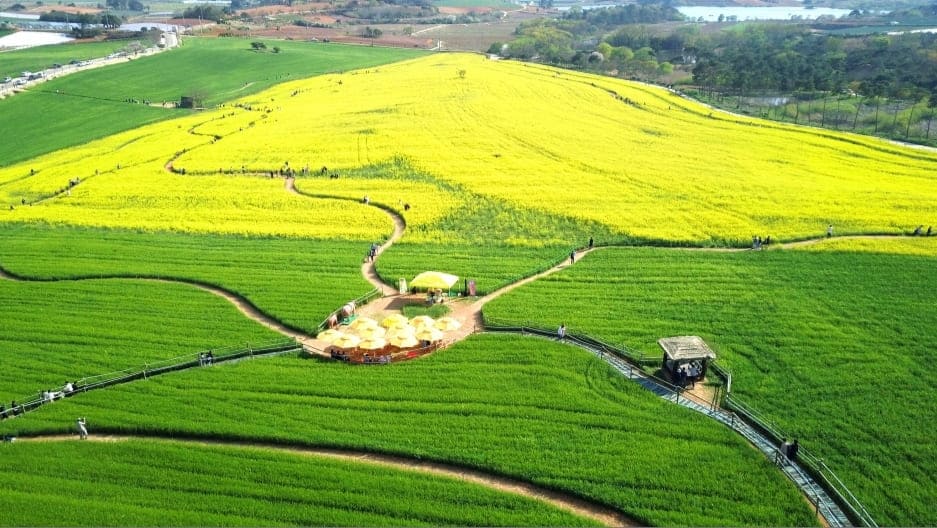 상공에서-바라본-고창-청보리밭-풍경