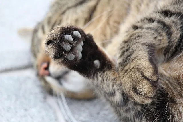 고양이 발톱 빠짐 피 염증_7