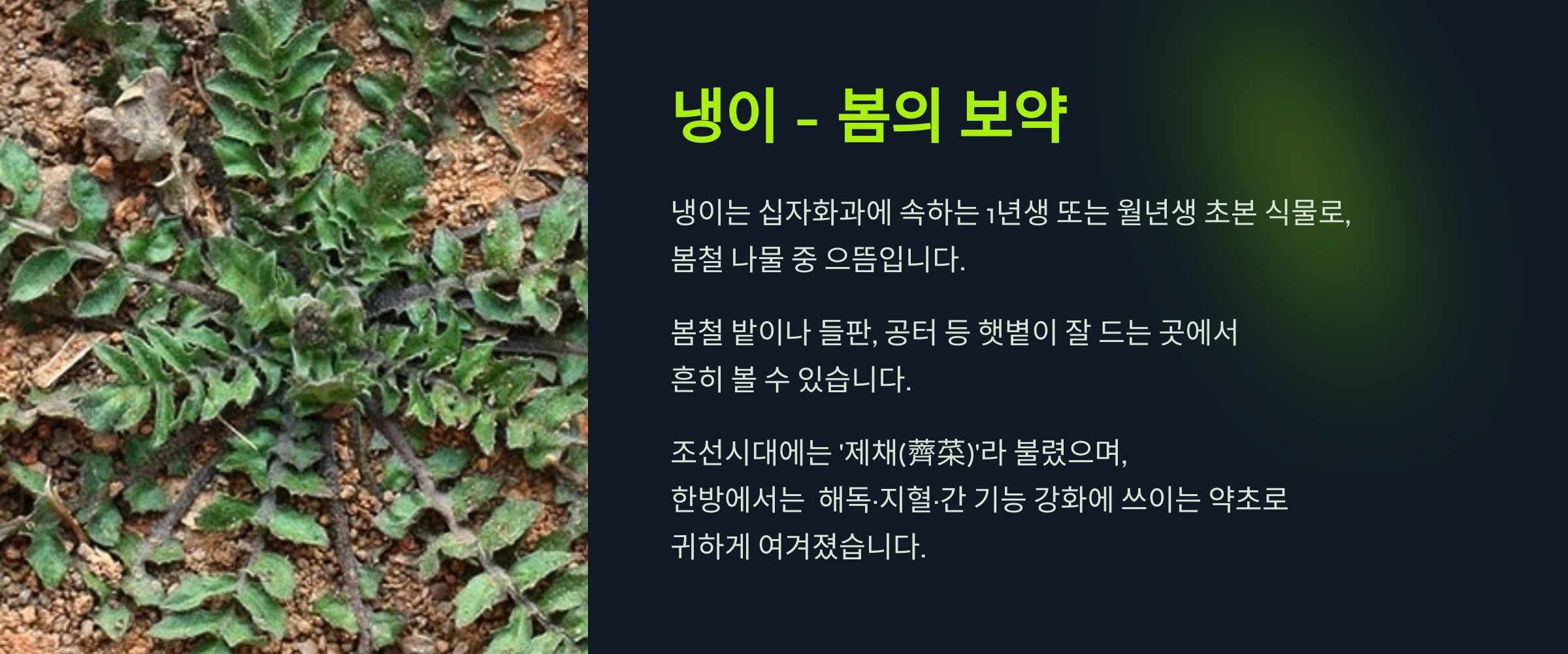 냉이란?