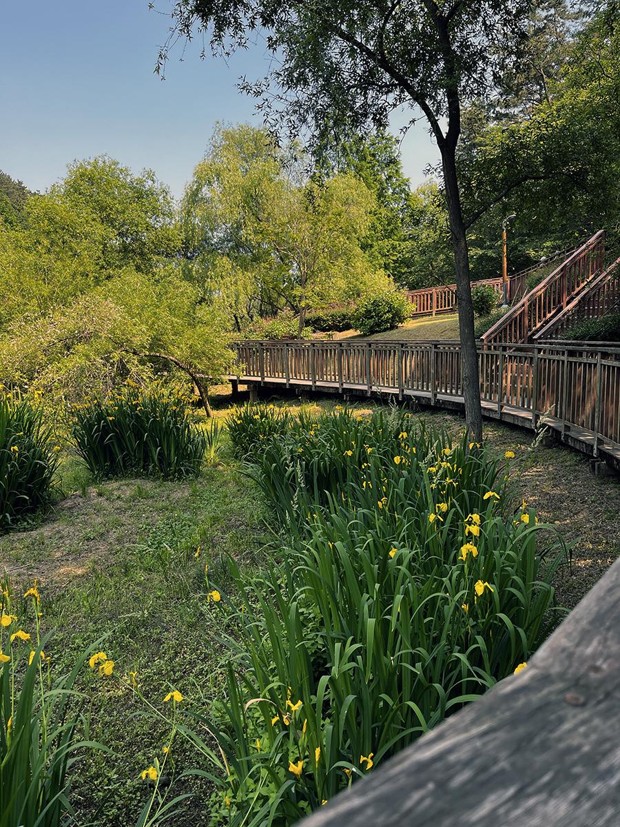 광장 근처에 피어있는 창포.