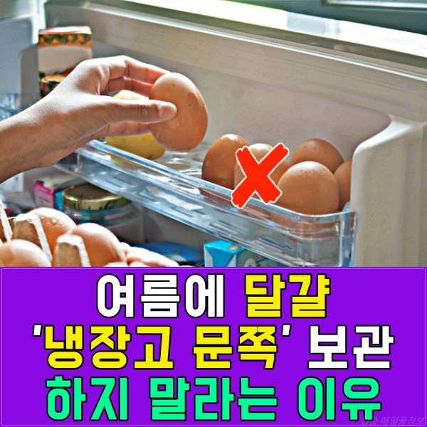 여름 달걀 보관, 달걀 보관함,계란 보관 냉장고 문쪽 온도,달걀 거꾸로,팁줌 매일꿀정보