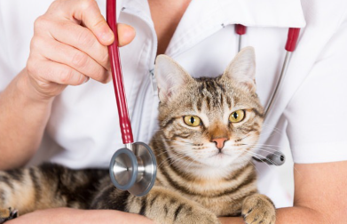 얼굴이 부을 것 같은 고양이.