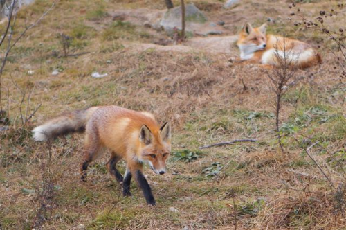 알트태그-소백산 붉은여우